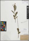 Foto von Salix myrsinifolia Salisb.